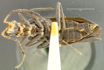 Media type: image;   Entomology 24169 Aspect: habitus ventral view